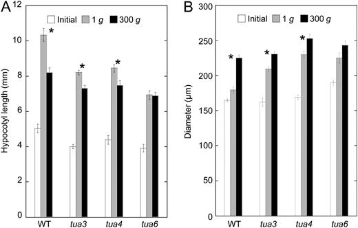 Effects of hypergravity on elongation growth and lateral thickening in hypocotyls of Arabidopsis tubulin mutants. Wild type (WT) and tubulin mutants were grown on agar medium at 1g for 48 h at 25°C. Seedlings were then transferred to 1g or 300g conditions, and grown for a further 24 h at 25°C. A, The length was measured using a scale. B, The diameter of hypocotyls was measured with a digital stereoscopic microscope. Values are means ± se (n = 20). *, Mean values with significant differences between 1g and 300g treatments (P < 0.05).
