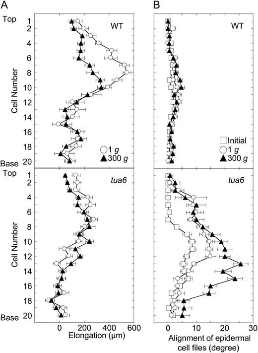 Cell elongation and twisting profiles in an epidermal cell file in hypocotyls of Arabidopsis tubulin mutants. Wild type (WT) and tua6 were grown as in Figure 1. A, The length of individual cells from the top (cell 1) to the base (cell 20) was measured with SEM and elongation for 24 h was calculated. B, The alignment angle of individual cells was measured with SEM. Values are means ± se (n = 15).