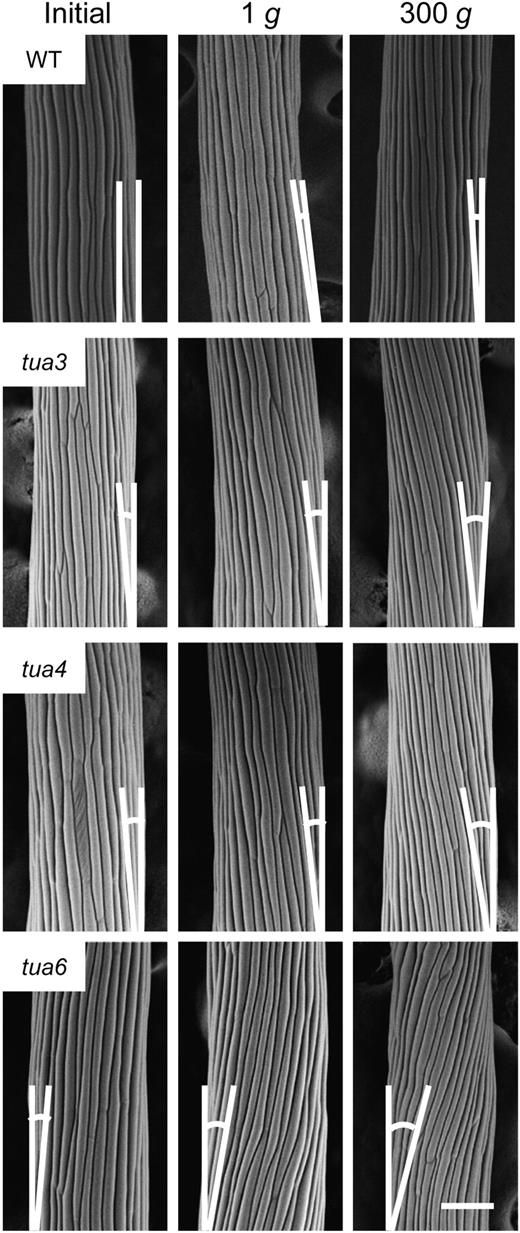 Surface view of epidermal cell files in Arabidopsis tubulin mutants grown at 1g or 300g. Wild type (WT) and tubulin mutants were grown as in Figure 1. The outer surface of cells 10 to 12 from the top of hypocotyls was observed with SEM. Supplementary lines denote the longitudinal axis of hypocotyls and the alignment of epidermal cell files, for measuring the alignment angle. The bar denotes 100 μm.