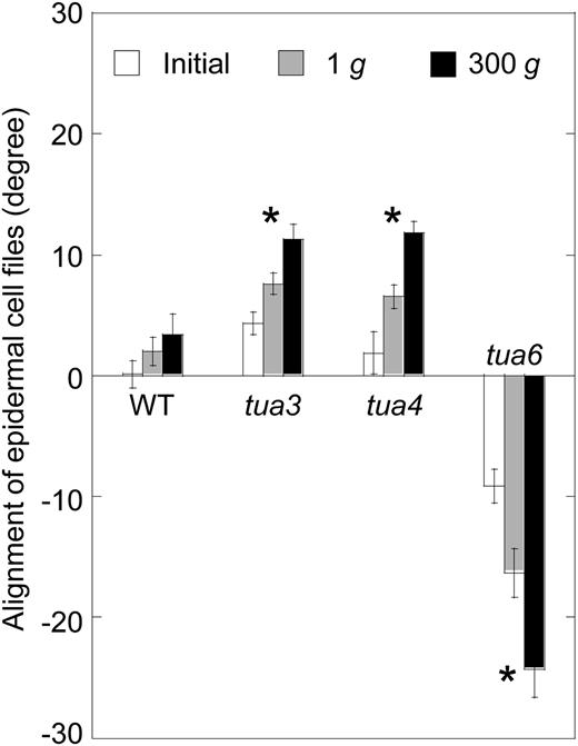 Effects of hypergravity on alignment angle of epidermal cell files in hypocotyls of Arabidopsis tubulin mutants. Wild type (WT) and tubulin mutants were grown as in Figure 1, and the angle of cells 10 to 12 to the longitudinal axis was measured using a protractor, as in Figure 3. Values are means ± se (n = 20). *, Mean values with significant differences between 1g and 300g treatments (P < 0.05).