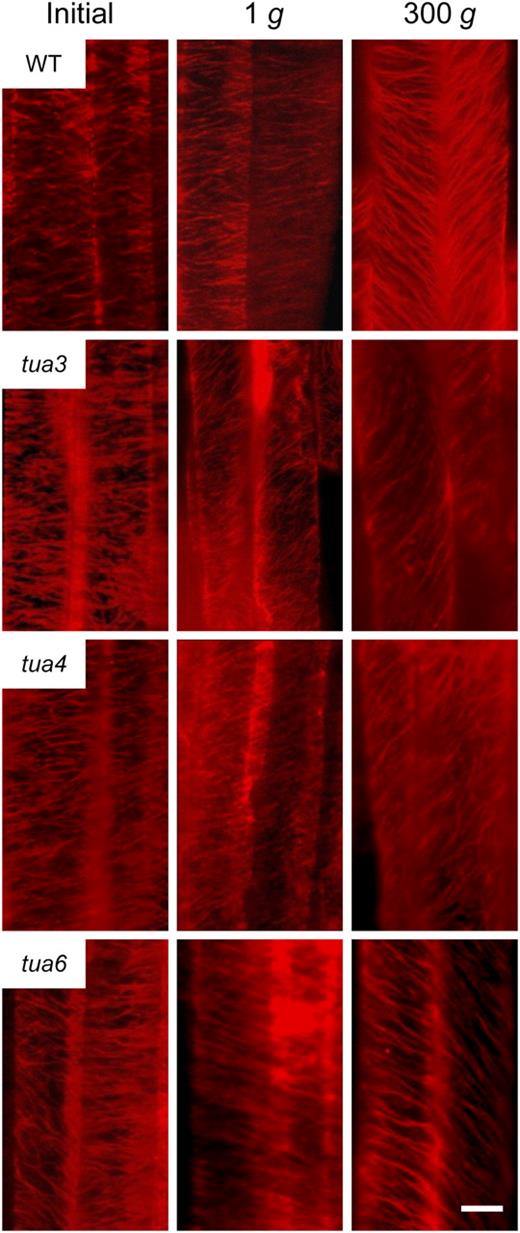 Immunofluorescence images of cortical microtubules in hypocotyls of Arabidopsis tubulin mutants. Wild type (WT) and tubulin mutants were grown as in Figure 1. Epidermal cells 10 to 12 were stained as described in “Materials and Methods.” Typical examples of two adjacent cells with distinct orientation of cortical microtubules are shown. The bar denotes 10 μm.