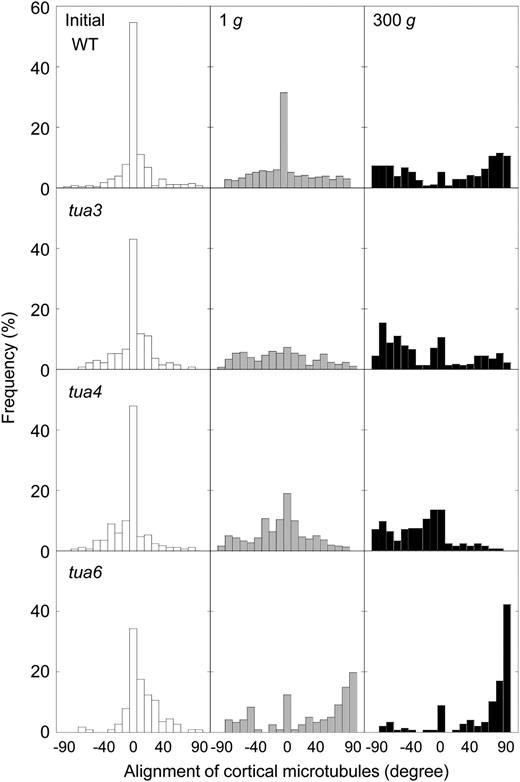 Frequency distribution of alignment of cortical microtubules in hypocotyls of Arabidopsis tubulin mutants. Wild type (WT) and tubulin mutants were grown as in Figure 1. All values were taken from immunofluorescence micrographs at cells 10 to 12, as shown in Figure 5. Data were obtained from epidermal cells in 10 different hypocotyls and normalized as percentage.