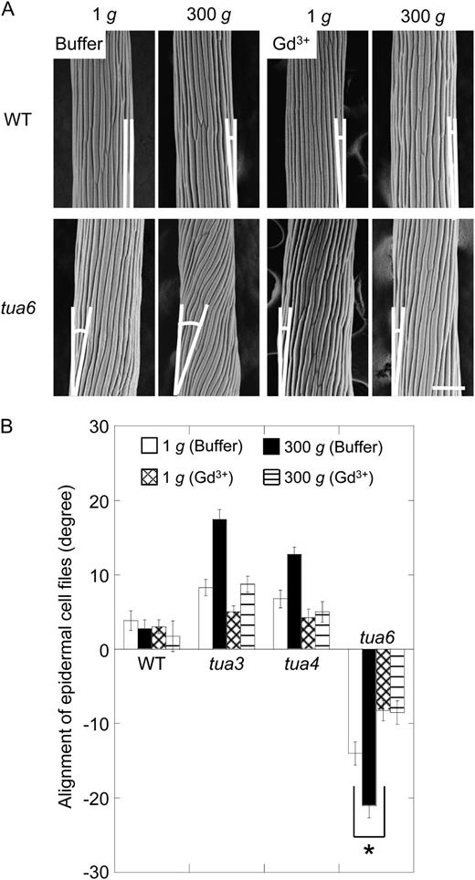 Effects of gadolinium ions on alignment of epidermal cell files in hypocotyls of Arabidopsis tubulin mutants. Arabidopsis seedlings were grown at 1g or 300g in the presence (Gd3+) or absence (buffer) of 30 μm gadolinium chloride for 72 h at 25°C. A, The outer surface of cells 10 to 12 was observed as in Figure 3. The bar denotes 100 μm. B, The angle of epidermal cell files was measured as in Figure 4. Values are means ± se (n = 20). WT, Wild type.