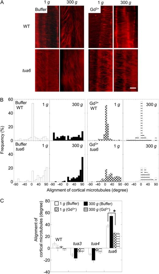 Effects of gadolinium ions on alignment of cortical microtubules in hypocotyls of Arabidopsis tubulin mutants. Wild type (WT) and tubulin mutants were grown as in Figure 8. A, Immunofluorescence images of cortical microtubules. Epidermal cells 10 to 12 were stained as described in “Materials and Methods.” B, Frequency distribution of alignment of cortical microtubules. All values were taken from immunofluorescence micrographs at cells 10 to 12. C, Mean alignment angle of cortical microtubules measured in B ± se (n = 111–278).