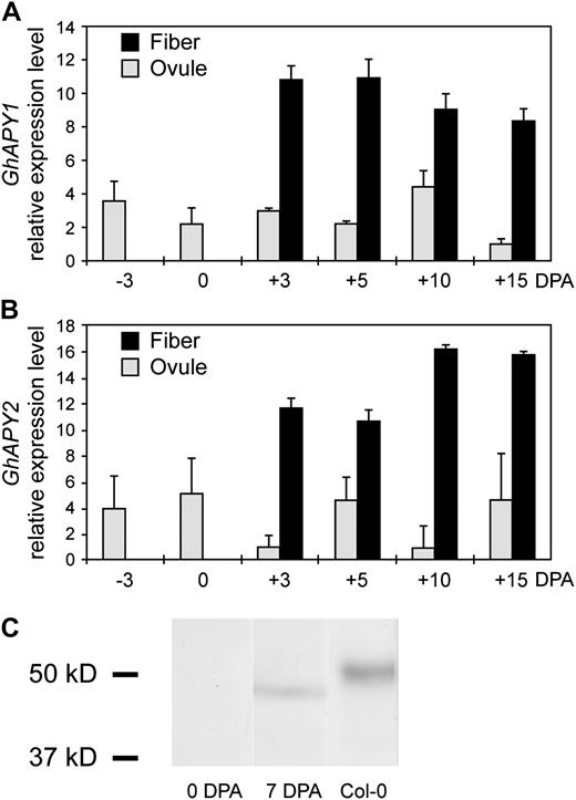 GhAPY1 and GhAPY2 are expressed in cotton fibers during elongation phase of growth. A, Transcript abundance of GhAPY1 is enhanced in fibers and is maintained at a high level during fiber growth. B, Transcript abundance of GhAPY2 is enhanced in fibers and is up-regulated during the later stages of fiber growth. Assays were done by qRT-PCR analysis using gene-specific primers, and the results were normalized to the level in ovules at 15 DPA (value of 1) for GhAPY1 and to the level in ovules at 10 DPA (value of 1) for GhAPY2. Error bars represent sd. C, Immunoblot detection of an apyrase in cotton fibers isolated from 7-DPA cultured ovules. The 0-DPA lane shows lack of immunostain for 0-DPA whole ovules. Col-0 lane shows immunostain of apyrase from a crude extract of primary roots from liquid-grown seedlings of Arabidopsis (Col cultivar).