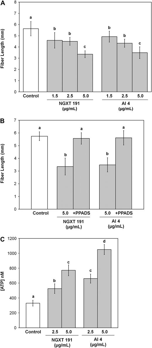 Inhibition of apyrase activity in cotton ovule cultures using chemical inhibitors decreases overall fiber growth and increases eATP levels. A, Treatment of cotton ovule cultures with apyrase inhibitor NGXT 191 and apyrase inhibitor 4 at 3 and 5 DPA decreases average fiber lengths at 7 DPA. B, Inhibition of fiber growth induced by NGXT 191 and apyrase inhibitor 4 (5 μg/mL) at 3 and 5 DPA is reversed by coincubation with 250 μm PPADS. C, Treatment of cotton ovule cultures with NGXT 191 and apyrase inhibitor 4 at 3 and 5 DPA increases the amount of ATP in the media surrounding the cotton fibers at 7 DPA. All values are the mean ± se from four biological replicates. Different letters above the bars indicate mean values that are significantly different from one another (P < 0.05; n ≥ 24).
