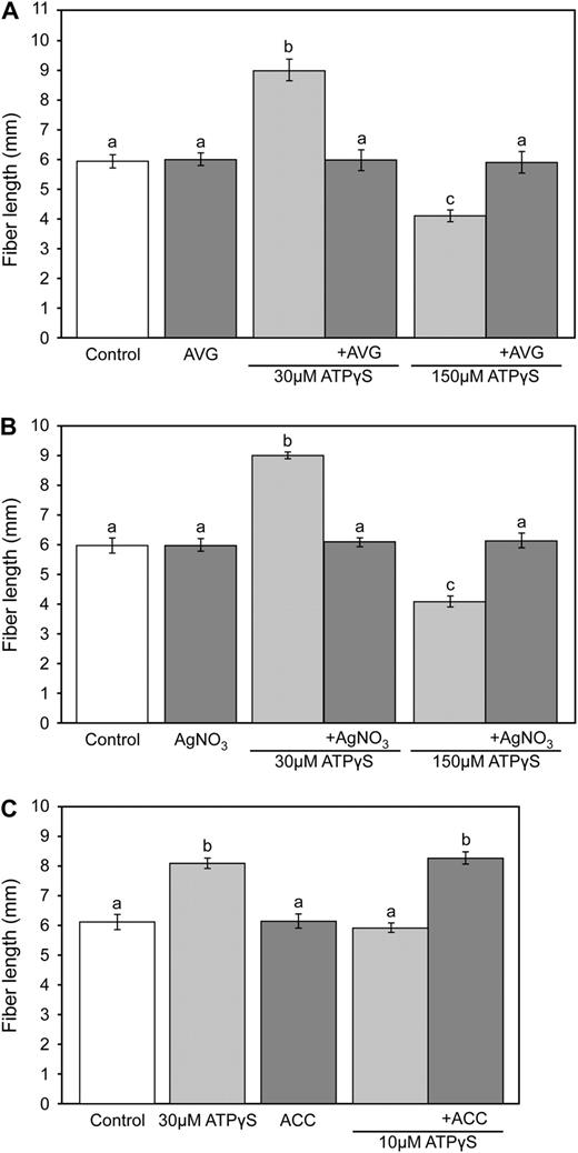 Agents that alter ethylene production or activity modify the effects of applied nucleotides on fiber growth. A, Increased cotton fiber growth induced by 30 μm ATPγS and decreased cotton fiber growth induced by 150 μm ATPγS are reversed by AVG. The difference in growth of fibers incubated with 10 μm AVG alone was not statistically different (n ≥ 24). B, Increased cotton fiber growth induced by 30 μm ATPγS and decreased cotton fiber growth induced by 150 μm ATPγS are reversed by AgNO3. The difference in growth of fibers incubated with 1 μm AgNO3 alone was not statistically different (n ≥ 24). C, Application of ACC at 5 DPA lowers the concentration of ATPγS needed to induce increased fiber elongation, measured at 7 DPA, from 30 to 10 μm. The difference in growth of fibers treated with 10 μm ATPγS or 1 μm ACC alone was not statistically different (n ≥ 24). All values are the mean ± se from four biological replicates. In all sections, different letters above the bars indicate mean values that are significantly different from one another (P < 0.05; n ≥ 24).