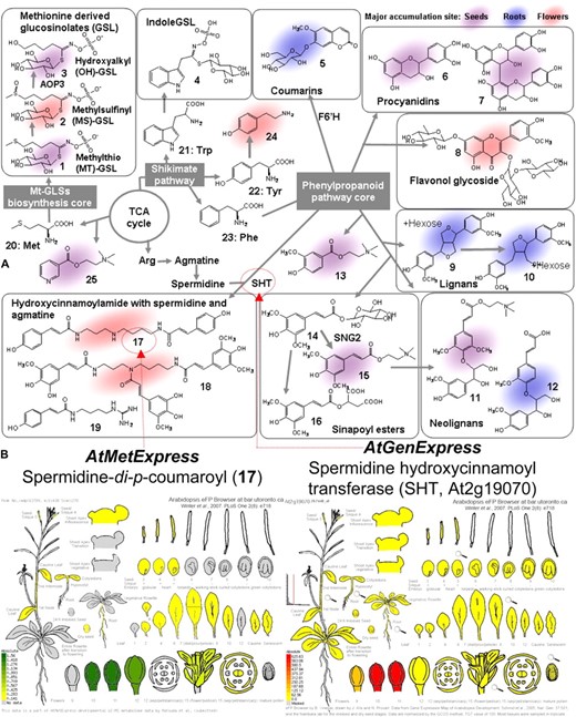 A, Structures of representative Arabidopsis phytochemicals with summary of biosynthetic pathways and enzymes referred to in text. B, Accumulation and expression patterns of spermidine-di-p-coumaroyl (17; left) and SHT gene (right). Gene expression patterns were obtained from the Bio-Array Resource eFP Browser (Winter et al., 2007).