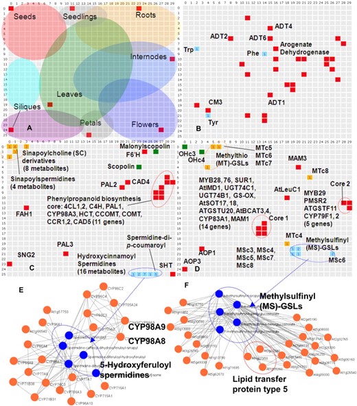 Integrated analysis of transcriptome (AtGenExpress) and metabolome (AtMetExpress) data. A to D, BL-SOM clustering of 10,147 metabolism-related genes and 1,589 metabolite signals by expression and accumulation patterns across 36 tissues. In the BL-SOM analysis, the genes and metabolites with similar expression or accumulation profiles are clustered into neighboring cells. Positions of genes are indicated by red, and other colors represent positions of metabolites. A, Positions of tissue markers: filled circles roughly represent dominant tissues in each cell. Dummy metabolic profile data of each tissue marker and feature maps of BL-SOM analysis are shown in Supplemental Table S4 and Supplemental Figure S5, respectively. B to D, Mapping of aromatic amino acid (B), phenylpropanoid (C), and Met-derived GSL (D) biosynthesis-related genes and metabolites. E, Coexpression/accumulation network between hydroxycinnamoylspermidine (blue) and cytochrome P450 genes (orange). Positive correlations above threshold levels are indicated with connecting lines (r, PCC). A relatively low threshold level (r > 0.5) was employed to detect weak relationships. F, Coexpression/accumulation network between MS-n-alkylglucosinylates (GSLs; blue) and all genes (orange). Positive correlations (r > 0.7) are indicated with connecting lines. Gene symbols and metabolite abbreviations are shown in Supplemental Figure S7.