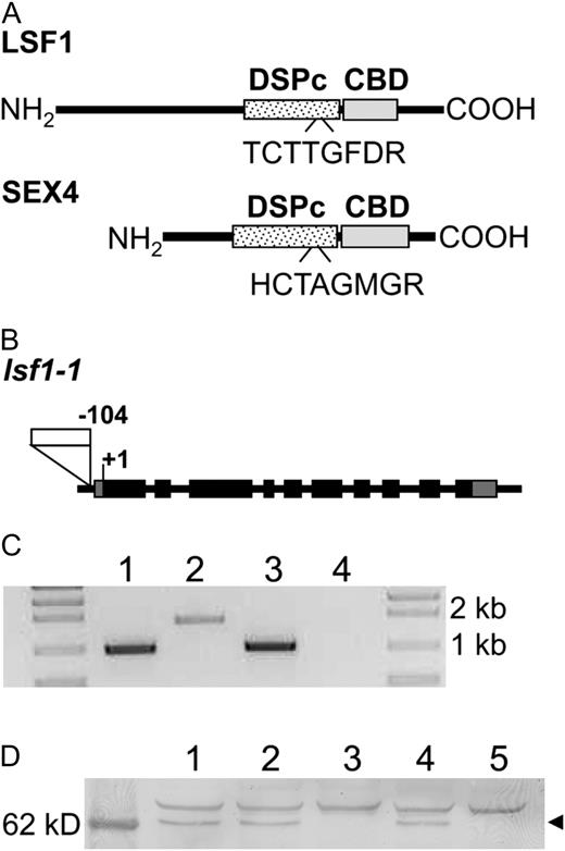 Features of LSF1 and the lsf1 mutant. A, For LSF1 and SEX4 proteins, the predicted positions of the putative carbohydrate-binding domain (CBD) and the DSPc are indicated as boxes, and the conserved motifs of the DSPc domains are indicated. B, Exon and intron structure of the LSF1 gene, showing the location of the T-DNA insertion in the lsf1-1 mutant 104 bp upstream of the ATG start codon. Black boxes indicate exons; gray boxes are the 5′ and 3′ untranslated regions; the white box is the T-DNA insertion. C, LSF1 mRNA levels in wild-type and mutant plants. Total RNA extracted from wild-type (lanes 1 and 2) and homozygous lsf1 mutant (lanes 3 and 4) plants was analyzed by RT-PCR. Reactions contained primers amplifying the following products: a TUBULIN 1-kb fragment (positive control; lanes 1 and 3) and a LSF1 1.7-kb fragment (lanes 2 and 4). D, LSF1 protein levels in wild-type and mutant plants. Immunoblot analysis was on leaf extracts from Col-0 (lane 1), a wild type selected from a population segregating for lsf1-1 mutants (lane 2), lsf1-1 (lane 3), sex4-3 (lane 4), and lsf1-1/sex4-3 (lane 5) using an antiserum raised to a LSF1 peptide. The left lane is a molecular mass marker. The arrowhead indicates a band of approximately 64 kD, the appropriate mass for the mature LSF1 protein.