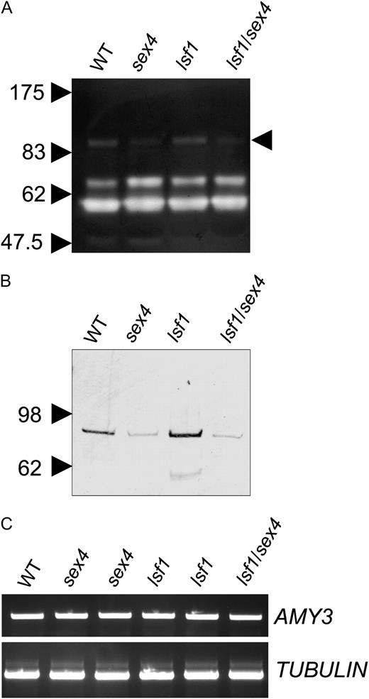 Effects of mutations on expression of the chloroplastic α-amylase AMY3. A, AMY3 activity. A reconstituted amylopectin-containing SDS-polyacrylamide gel, stained with iodine solution after incubation to reveal positions of starch-degrading enzymes, is shown. The positions of molecular mass markers on the same gel are indicated on the left; the position of the AMY3 band is indicated on the right (Yu et al., 2005). WT, Wild type. B, AMY3 protein. Soluble extracts of leaves of wild-type and mutant plants were subjected to SDS-PAGE, blotted onto nitrocellulose membrane, and probed with antiserum to AMY3 as described by Yu et al. (2005). C, AMY3 transcript. Total RNA was extracted from Col-0, sex4-3, and lsf1-1 leaves of plants 9 h into the light period and analyzed by RT-PCR. Reactions contained primers amplifying the following products: an AMY3 1.1-kb fragment (top) and a TUBULIN 1-kb fragment (bottom).