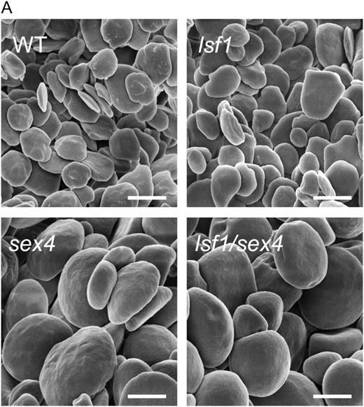 Starch granules from mutant and wild-type (WT) plants. Plants were harvested at the end of a light period. Starch granules were extracted as described by Koݶtting et al. (2005). Scanning electron micrographs were taken with a Zeiss Gemini 1530 FEG apparatus. Bars = 2 μm.
