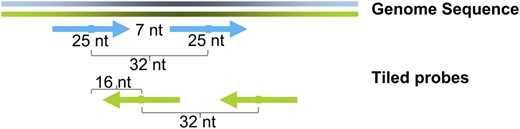 Design features of the AGRONOMICS1 array. Tiled probes form two paths, one for each strand. The average distance between adjacent probes on the same strand is 32 nucleotides (nt). Because most probes are 25 oligomers, the average gap between probes per path is seven nucleotides. The average distance between adjacent probes on opposite strands is 16 nucleotides.