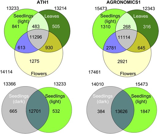 Comparison of transcript detection with ATH1 and AGRONOMICS1 arrays. Transcripts were counted if they were detected in all three biological replicates of a tissue. Tissues were dark-grown seedlings (gray), light-treated seedlings (light green), leaves (dark green), and flowers (yellow). Note that the numbers given in the text relate to overlaps between all four tissues and thus differ from the numbers here.