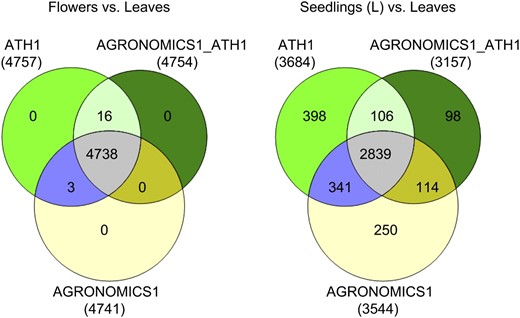 Comparison of detection of differentially expressed genes on ATH1 and AGRONOMICS1 arrays. Transcripts were counted if differences were significant at the 0.05 level and fold changes were at least 1.5.