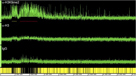 ChIP-chip profile over chromosome IV. Traces show results from anti-H3K9me2, anti-H3, and unspecific IgG antibodies. Gene models are at the bottom in yellow. Note the two large heterochromatic regions, the centromeric/pericentromeric region (red bar) and the heterochromatic “knob” (yellow bar), that are gene poor and have high H3K9me2 signals.