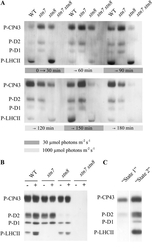 Regulation of thylakoid protein phosphorylation by the STN7 and STN8 kinase pathways. A, Phosphorylation of thylakoid proteins in wild-type (WT) plants and the stn7, stn8, and stn7 stn8 mutants exposed to 30 and 1,000 μmol photons m™2 s™1 in 30-min intervals. B, Phosphorylation of thylakoid proteins in wild-type plants and the stn7, stn8, and stn7 stn8 mutants after 16 h of dark incubation in the absence (™) and presence (+) of 0.25 mm Glc. C, Phosphorylation of thylakoid proteins in the wild type after 1 h of treatment with far-red light (state 1) and red light (state 2). Phosphorylation of thylakoid proteins was determined by immunoblotting with P-Thr antibody, and 0.2 μg of chl was loaded in each well. P-CP43, P-D2, P-D1, and P-LHCII represent phosphorylated forms of the PSII core proteins CP43, D2, and D1 and the LHCII proteins Lhcb1 and Lhcb2. Representative data from three independent experiments are shown.