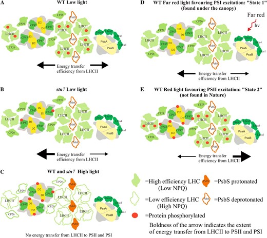 Model depicting the differential roles of PSII-LHCII protein phosphorylation in the regulation of excitation energy distribution between PSII and PSI. Such regulation mostly occurs in grana margins where PSII and PSI are in close proximity (Tikkanen et al., 2008a) and depends on light conditions used for the induction of LHCII phosphorylation. A, Under LL, the PsbS protein is deprotonated and the xanthophyll cycle is inactivated, allowing efficient transfer of excitation energy from LHCII to PSII and PSI. B, Under such conditions, the STN7-dependent high LHCII and low PSII core protein phosphorylation are prerequisites for balanced excitation energy distribution to PSII and PSI, and the lack of the STN7 kinase leads to overexcitation of PSII as compared with PSI. C, Upon increase in light intensity, PsbS gets protonated and the xanthophyll cycle is activated, leading to efficient thermal dissipation of excitation energy. LHCII is dephosphorylated under such a low efficiency state of LHCII, and no STN7 kinase-dependent mechanism to maintain excitation balance between PSII and PSI is required due to the fact that the majority of the absorbed excitation energy becomes dissipated as heat. D, Under traditional state 1 light (far red), both the PSII core and LHCII proteins are dephosphorylated, PSII excitation by LHCII is favored, and thermal dissipation of excitation energy is at a minimum. Nevertheless, in natural conditions under the canopy, where far-red light is enriched, the excitation of PSII and PSI is in balance due to the fact that PSI absorbs far-red light more efficiently than PSII. hv, Light energy. E, Shift to state 2 light (red) induces strong phosphorylation of both the PSII core and LHCII proteins, yet the efficiency of LHCII is as high as under state 1 light (low NPQ). This unnatural state with strong overall phosphorylation of both the PSII core and LHCII proteins combined with high-efficiency LHCII leads to very efficient excitation energy transfer from LHCII to PSI and thus to a transfer to state 2, where PSI excitation is strongly favored over PSII.