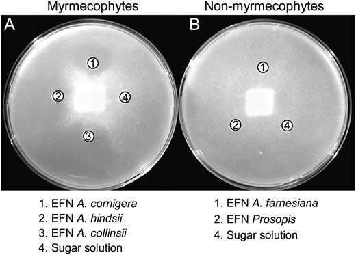Antimicrobial effects of EFN. Inhibitory effects of EFN are shown from three myrmecophyte species, A. cornigera, A. hindsii, and A. collinsii (A), and from the two nonmyrmecophyte species, A. farnesiana and P. juliflora (B), on growth of the phytopathogen, P. parasitica.