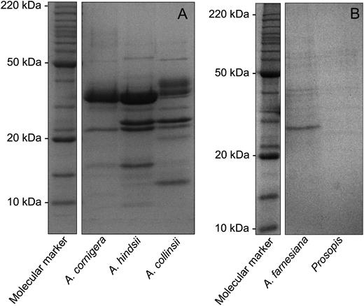 Protein patterns in EFN. SDS-PAGE (13%) profile of EFN proteins from the myrmecophyte species A. cornigera, A. hindsii, and A. collinsii (A) and the nonmyrmecophyte species A. farnesiana and P. juliflora (B). Molecular mass markers are indicated.