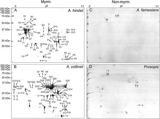 Two-dimensional gel electrophoresis. Separation of proteins in EFN from A. hindsii (A), A. collinsii (B), A. farnesiana (C), and P. juliflora (D) by two-dimensional gel electrophoresis (10% SDS-PAGE). C, Chitinase proteins; G, glucanase proteins; H, glycoside hydrolase proteins; Myrm., myrmecophytes; Non-myrm., nonmyrmecophytes; O, osmotin proteins; P, PR proteins; T, thaumatin-like proteins; U, unknown proteins.