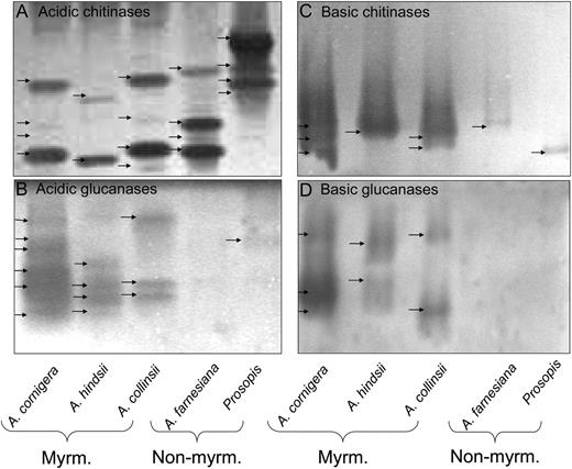 Enzyme activities in gel assays. Active isoforms of acidic chitinases (A), acidic glucanases (B), basic chitinases (C), and basic glucanases (D) in EFN of myrmecophytes (Myrm.; A. cornigera, A. hindsii, and A. collinsii) and nonmyrmecophytes (Non-myrm.; A. farnesiana and P. juliflora).