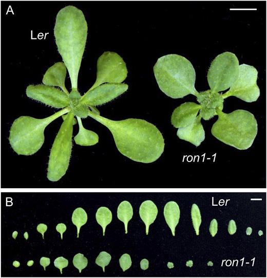 The visible vegetative phenotype of ron1-1. A, Basal rosettes of wild-type Ler and ron1-1 mutant plants. B, Cotyledons and leaves excised from Ler and ron1-1 rosettes. The two cotyledons are shown on the left, followed by the vegetative leaves in the order that they initiated. A number of leaves are not fully expanded, given that photographs were taken at 21 DAS. Bars = 5 mm.