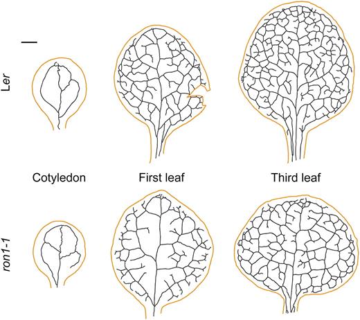 Cotyledon and leaf venation patterns in ron1-1. Diagrams were drawn on micrographs taken from cleared cotyledons and leaves. Organ margins and vascular strands are represented in orange and black, respectively. Plant material was collected at 22 DAS. Bar = 1 mm.