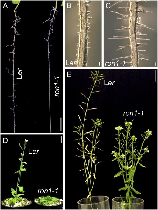 Pleiotropy in the ron1-1 mutant. A, The number of secondary roots was reduced in ron1-1. B and C, Root hairs were longer in ron1-1(C) than in Ler (B). D, Late flowering (delayed bolting) in ron1-1. E, The inflorescence of ron1-1 was bushier than that of Ler. Photographs were taken at 14 DAS (A–C), 31 DAS (D), and 56 DAS (E). Bars = 5 mm (A), 100 μ m (B and C), and 1 cm (D and E).