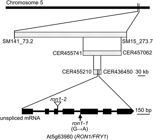 Positional cloning and gene structure of RON1. Map-based strategy followed to clone the ron1-1 mutation is shown. In the representation of the structure of RON1, exons are indicated by boxes and introns are indicated by lines between boxes. The ron1-1 mutation caused a G-to-A substitution at the splice acceptor site of intron 4. The T-DNA insertion in ron1-2 is represented by an inverted triangle.