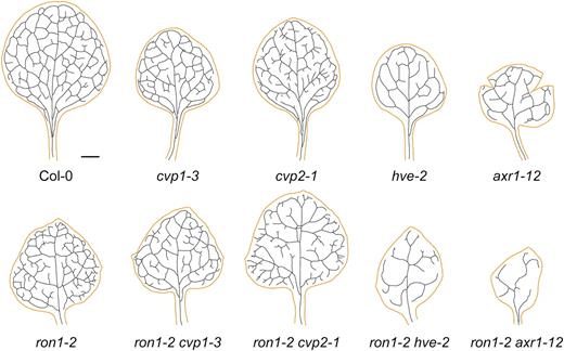 Venation patterns of double mutants involving the ron1-2 mutation. Venation diagrams were drawn from first-node leaves. Plant material was collected at 21 DAS. Bar = 1 mm.