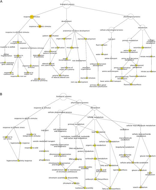 Gene Ontology analysis of genes found to be misregulated in the microarray analysis of ron1-1. A, Analysis of 371 up-regulated genes. B, Analysis of 263 down-regulated genes. The yellow to orange color of the circles indicates the significance level for each overrepresented Gene Ontology category, from 0.05 and below, according to a multiple t test with a false discovery rate-corrected P value. Circle sizes are proportional to the number of genes in the category.