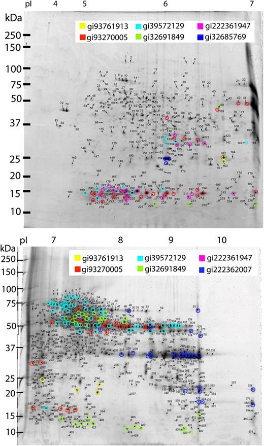 2-DE gels of the inner bran layer (aleurone). The highlighted spots show the different EST classes of 7S globulin, with the EST GenBank gi numbers shown in the legend. The unhighlighted gels are shown in Supplemental Figures S5 and S6. Top gel, pI 4 to 7; bottom gel, pI 6 to 11.