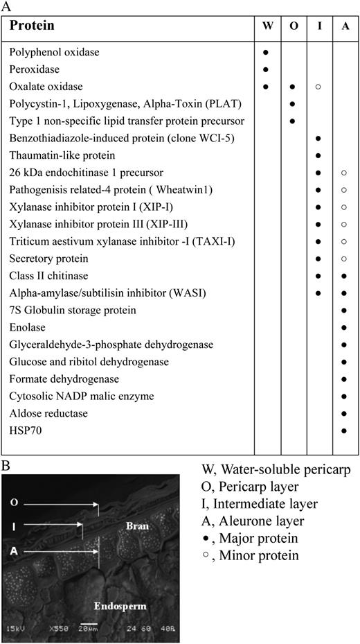 Summary of the major proteins identified in bran tissue fractions, supernatant from imbibed grain, and the outer tissue fraction. A, Table of major bran tissue and water-soluble proteins identified. B, Scanning electron micrograph of a cross-section of bran showing the bran tissue fractions.