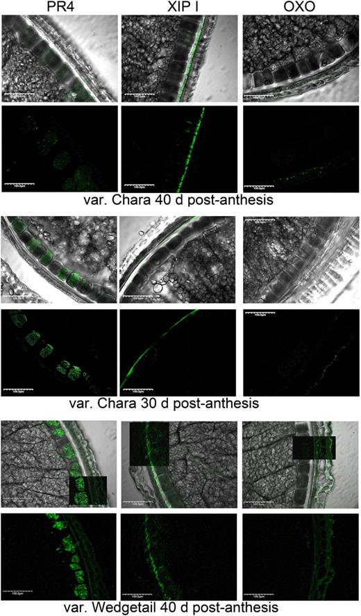 Immunofluorescence localization of PR4, XIP-1, and OXO in wheat varieties Chara and Wedgetail. Images are arrayed in alternating rows of differential interference contrast overlaid with immunofluorescence image, followed by immunofluorescence-only image.