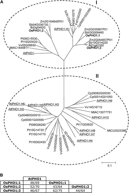 Phylogenetic analysis of the PHO1 family in monocotyledons and dicotyledons. A, Unrooted phylogenetic tree of the PHO1 family from rice (Os), sorghum (Sb), maize (Zm), B. distachyon (Bd), Arabidopsis (At), papaya (Cp), poplar (Pt), grapevine (Vv), and barrel medic (Mt). The tree was made using the neighbor-joining method. The two major clades are encircled, the Arabidopsis genes are underlined, and the rice genes are in bold. B, Identity/similarity matrix for rice and Arabidopsis PHO1 proteins. Amino acid identity and similarity are indicated by first and second number, respectively.