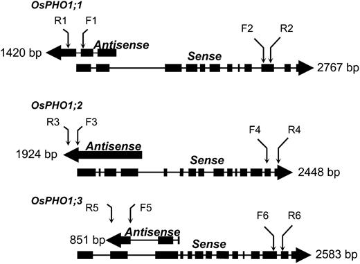 Structure of the OsPHO1 genes with their respective cis-NAT. Exons are indicated by black boxes. Numbers indicate the length of the mRNA, in base pairs, and the large arrows indicate the orientation of transcription. Small arrows indicate the location of the primers used for strand-specific qRT-PCR.
