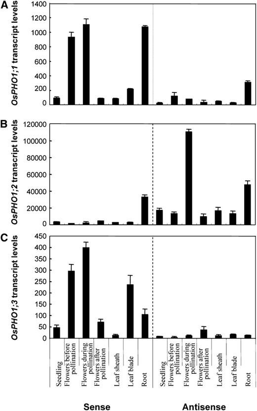 Spatial expression of the OsPHO1 transcripts. Sense and antisense transcript levels for OsPHO1;1 (A), OsPHO1;2 (B), and OsPHO1;3 (C) in 7-d-old seedlings, flowers before, during, and after pollination, leaf sheath, leaf blade, and roots are represented. Apart from seedlings, all other tissues were harvested from plants grown in soil for 5 to 6 months in a greenhouse. Plants were fertilized weekly with a nutrient solution containing 1 mm Pi. All data are means of three replicates with error bars indicating sd, and represented as transcript level per 106 copies of ubiquitin.