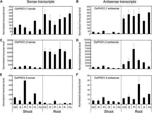 Expression pattern of the OsPHO1 transcripts in response to different nutrient deficiencies. After a week of pregermination in water, plants were grown for 2 weeks in complete medium (Ctrl) or in medium deficient in sulfur (-S), phosphate (-Pi), nitrogen (-N), potassium (-K), or iron (-Fe), before being harvested. Expression levels of both sense (A, C, and E) and antisense (B, D, and F) transcripts were assessed using strand-specific qRT-PCR for OsPHO1;1 (A and B), OsPHO1;2 (C and D), and OsPHO1;3 (E and F). All data are means of three replicates with error bars indicating sd, and represented as transcript level per 106 copies of ubiquitin.