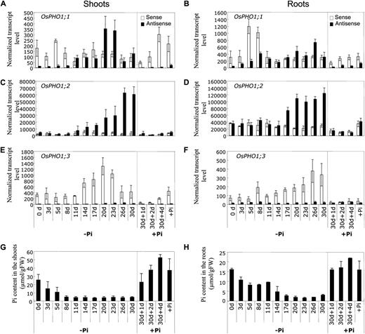 Expression pattern of the OsPHO1 transcripts in response to Pi starvation. Strand-specific qRT-PCR was performed to detect the levels of expression of sense (white bars) and antisense (black bars) transcripts of OsPHO1;1 (A and B), OsPHO1;2 (C and D), and OsPHO1;3 (E and F) transcripts in shoots (A, C, and E) and roots (B, D, and F). After a week of pregermination in water, the plants were grown for a week in presence of 1 mm Pi before being transferred to Pi-deficient media (T = 0 d) for the desired period of time (from 0–30 d). After 30 d of Pi starvation, plants were transferred to Pi-sufficient conditions for 1 to 4 d. Control plants (+Pi) were grown for 34 d in presence of 1 mm Pi. All data are means of three replicates with error bars indicating sd, and represented as transcript level per 106 copies of ubiquitin. Pi content in the aerial part (G) and in the roots (H) is represented. Error bars are sd, n = 6.