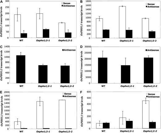 Expression of the OsPHO1 gene family in the Ospho1;2 mutants. Strand-specific qRT-PCR was performed to detect the levels of expression of sense (white bars) and/or antisense (black bars) transcripts of OsPHO1;1 (A and B), OsPHO1;2 (C and D), and OsPHO1;3 (E and F) transcripts in shoots (A, C, and E) and roots (B, D, and F) in the wild type (WT) and in the two Ospho1;2 mutants. After a week of pregermination in water, the plants were grown for 5 weeks in medium containing 1 mm Pi, before harvesting shoots and roots separately. All data are means of three replicates with error bars indicating sd, and represented as transcript level per 106 copies of ubiquitin.