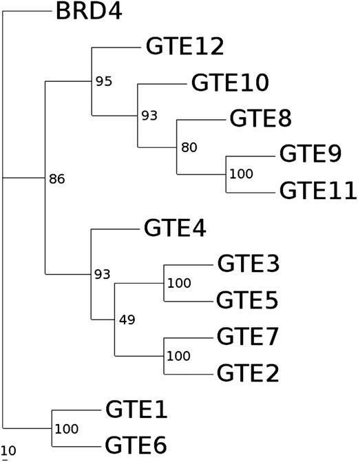 Phylogenetic analysis of the Arabidopsis BET bromodomain family. The rooted tree was obtained with a ClustalX alignment and subsequent analysis with Phylyp protdist neighbor joining; the alignment was made considering only the bromodomain (of human BRD4, only the second bromodomain was considered). The numbers represent the branching reproducibility over 100 bootstraps.