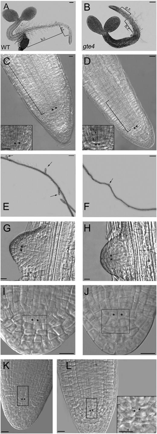 Effects of the gte4 mutation on root development in young seedlings. A and B, Young seedlings. C and D, Primary roots. E to L, Lateral root apices. A and B, Wild-type (WT; A) and gte4 (B) unstained sections under light microscopy of 4-d-old seedlings. The gte4 primary root is shorter than that of the wild type due to a reduction in length in the hairy region (h.r.) and the elongation region (e.r.). Bars = 100 μ m. C and D, Wild-type (C) and gte4 (D) apices of the primary root of seedlings at day 4 after germination showing the different lengths of the apical region (brackets). Bars = 10 μ m. Magnifications of the QC cells and surrounding initial cells are shown in the insets. The arrows in the inset of D show anomalous anticlinal divisions in the procambial cells. Bars = 10 μ m. E and F, Unstained sections under light microscopy showing details of the primary root of wild-type (E) and gte4 (F) 9-d-old seedlings revealing a lower density, and a reduced development, of lateral roots (arrows) in the mutant. Bars = 200 μ m. G and H, Wild-type (G) and gte4 (H) lateral root apices at early emergence from the primary root in 12-d-old seedlings showing apical initials and QC cells equally defined in both genotypes. Bars = 10 μ m. I and J, Details of wild-type (I) and gte4 (J) lateral root apices during the expansion phase of the emerged organ in 14-d-old seedlings showing that expansion in the QC cells and columella initials is higher in gte4 roots than in the wild type (squares). Bars = 10 μ m. K and L, Apices of protruded lateral roots in wild-type (K) and gte4 (L) plants. Rectangles show QC cells, columella, and procambial initials in the gte4 mutant in comparison with the wild type. A magnification of hardly visible QC cells and of irregularly sized surrounding cells is shown in the inset. Bars = 10 μ m. In C, D, and G to L, images are by Nomarski microscopy. QC cells are marked with asterisks.