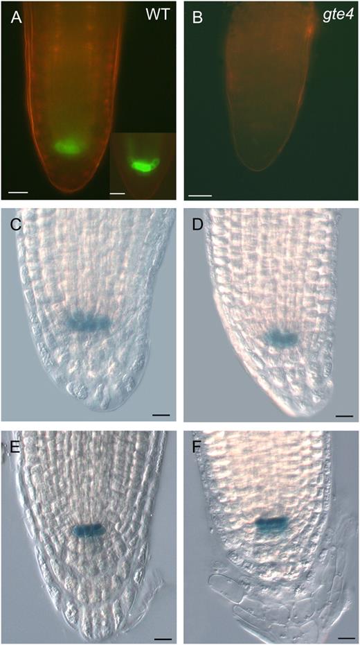 Expression of QC markers in the root apex of wild-type (A, C, and E) and gte4 (B, D, and F) seedlings. A and B, Expression of AGL42:GFP in the apex of the primary root. A, Wild-type (WT) root showing a strong GFP signal in the QC cells (higher magnification in the inset). B, Absence of GFP signal in the root apex of a gte4 mutant containing the same construct. Bars = 20 μ m. C to F, Expression of the QC46 (C and D) and QC25 (E and F) GUS reporter in the QC cells of wild-type and gte4 mutant roots. Bars = 10 μ m.