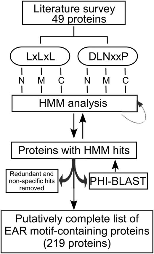 Strategy for the identification of EAR motif-containing proteins in Arabidopsis. An iterative approach including literature survey, HMM analysis, and PHI-BLAST was used to search through the Arabidopsis protein database. Details of each step are given in the text. N, M, and C refer to locations of the EAR motifs as being in the N-terminal, middle, and C-terminal regions of the protein, respectively.