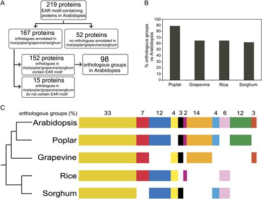 Conservation of Arabidopsis EAR motif-containing proteins in rice, poplar, grapevine, and sorghum. A, Flow chart showing the classification of Arabidopsis EAR motif-containing proteins based on the presence or absence of EAR motif-containing orthologs in rice, poplar, grapevine, and sorghum. The EAR motif-containing proteins from Arabidopsis and their putative orthologs in other plant species were grouped into orthologous groups using the plant orthologs database of the rice genome annotation project (Yuan et al., 2003). B, Similarity between Arabidopsis and other plant species as indicated in terms of orthologous groups shared by their EAR motif-containing proteins. C, Clustering of orthologous groups. The orthologous groups were clustered based on the presence or absence of orthologs to Arabidopsis EAR motif-containing proteins in rice, poplar, grapevine, and sorghum. Each cluster is assigned a color. For example, the dark yellow cluster indicates the presence of EAR motif-containing orthologs to Arabidopsis EAR motif-containing proteins in all four plant species. Similarly, the blue cluster indicates the presence of EAR motif-containing Arabidopsis orthologs only in rice, poplar, and sorghum but not in grapevine. The pictogram representing the evolutionary level of genome conservation among all five plant species was adapted from Yang et al. (2009). Additional information about clustering of orthologous groups and locus identifiers of proteins in each orthologous group is provided in Supplemental Table S5.