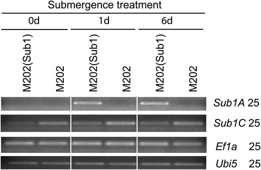 Quality test of samples used for the microarray experiment. Expression patterns are for marker genes for microarray experiments. Ubiquitin5 (Ubi5; Os01g22490.1) and Elongation factor1a (Ef1a; Os03g08010.1) genes were used as internal controls for RT-PCR. RNA was extracted from M202(Sub1) and M202 at 0, 1, and 6 d after submergence.