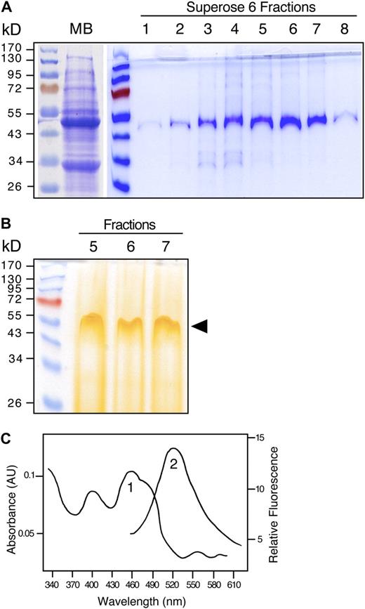 SDS-PAGE analysis and spectral analysis of ChrCCS. A, Chromoplast membrane proteins (MB) and purified ChrCCS fractions (lanes 1–8) eluted after the Superose 6 column were separated by SDS-PAGE and stained with Coomassie Brilliant Blue. Molecular mass markers (PageRuler Prestained Protein Ladder; Fermentas) are shown on the left. B, Unstained gel showing the yellow ChrCCS band corresponding to fractions 5 to 7 from the Superose 6 column shown in A. The SDS concentration in the solubilization buffer was reduced by half, and the separation was carried out at 6°C. Molecular mass markers are shown on the left. C, Visible absorption (peak 1) of purified ChrCCS (5.5 μ m) in 10 mm phosphate buffer (pH 7) containing 15% glycerol and 0.5% Tween 80. Peak 2 shows the fluorescence spectrum of purified ChrCCS (2 μ m) in the same buffer. Excitation was set at 458 nm.