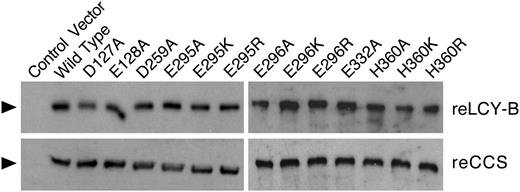Expression of plant-type LCY-Bs. Soluble lysate from cells harboring the control vector and lines expressing wild or mutated plant reLCY-B or reCCS was used for affinity purification as described in “Materials and Methods.” Affinity-purified wild and mutant reLCY-B or reCCS were probed with anti-LCY-B or anti-CCS. The arrowheads indicate the signal at approximately 66 kD.