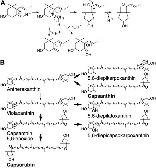 Molecular diversity of carotenoids generated by CCS. A, Flexible stabilization of incipient carbocation generated by CCS. B, Possible pathways of carotenoids produced by CCS during the formation of κ-cyclic carotenoids.